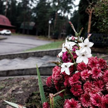 Пансионат с&nbsp;лечением &laquo;Сосновый бор&raquo;